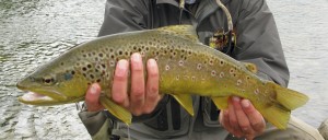 Trucha fario pescado a mosca en el Río Figueroa, Lago Rosselot, Patagonia Chilena