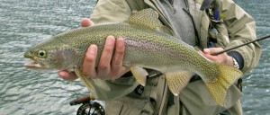 Trucha arco iris pescado a mosca en el Lago Rosselot