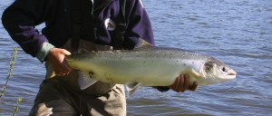 Pesca de Salmón en el Río Gaula