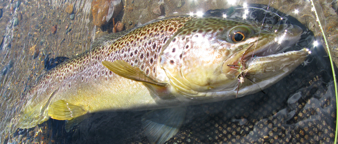 Paloma River, Chile, Trout fishing