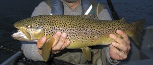 Trucha fario de Yelcho, Patagonia Chilena