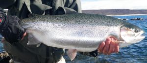 Lake Strobel trophy rainbow trout on the fly