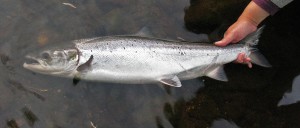 Salmón del Río Finn, Irlanda