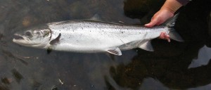 Salmón del Río Finn, Irlanda