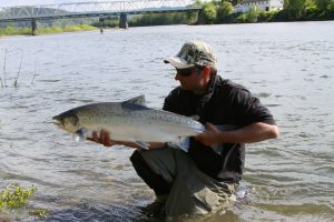 Norway Gaula Salmon Fishing