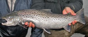 Río Tungufljot Grandes Reos a Mosca en Islandia