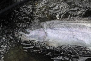 steelhead, canadá