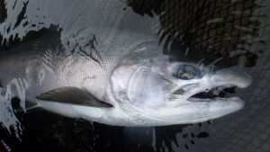 salmón coho