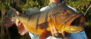 Pesca de pavón en el Río Negro Brasil