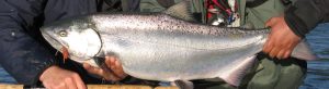 chinook
