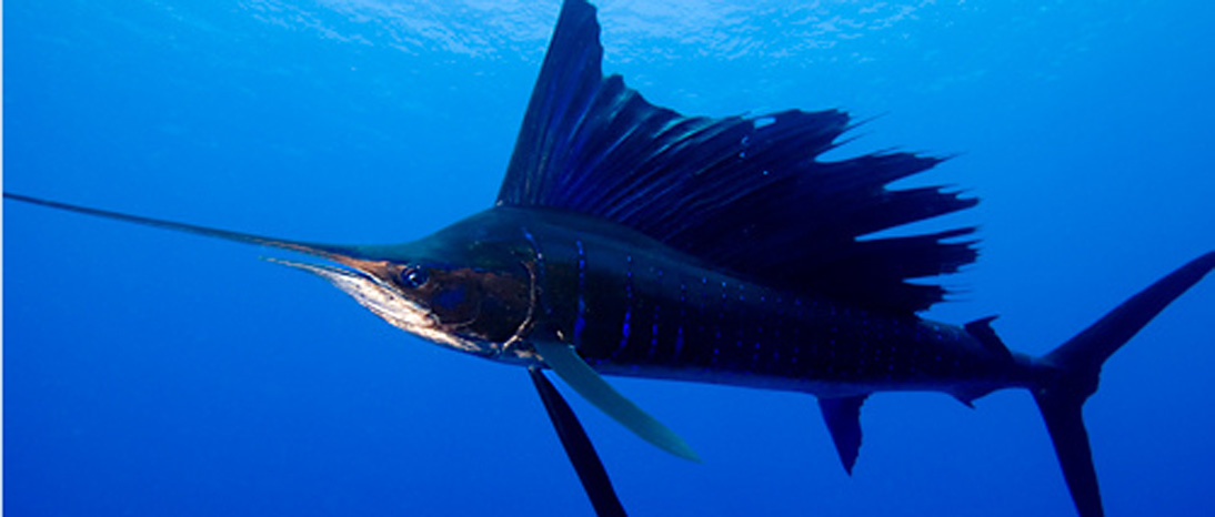 Guatemala sailfish
