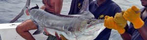 marlin