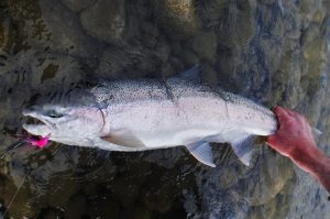steelhead, skeena canadá