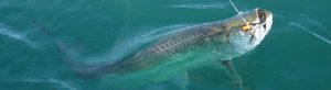 tarpon
