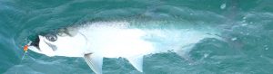 tarpon