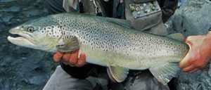 Pesca de trucha a mosca en Nueva Zelanda