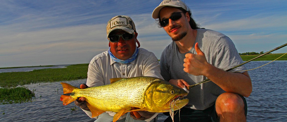 Golden dorado fly fishing in Argentina