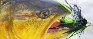 Golden dorado fly fishing in Argentina