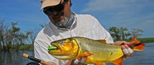 Golden dorado fly fishing in Argentina