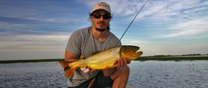 Golden dorado fly fishing in Argentina