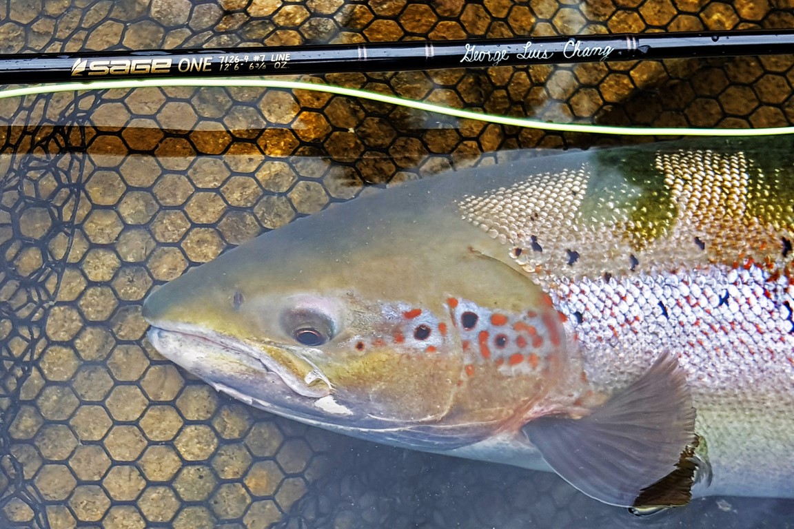 Bonaventure River salmon