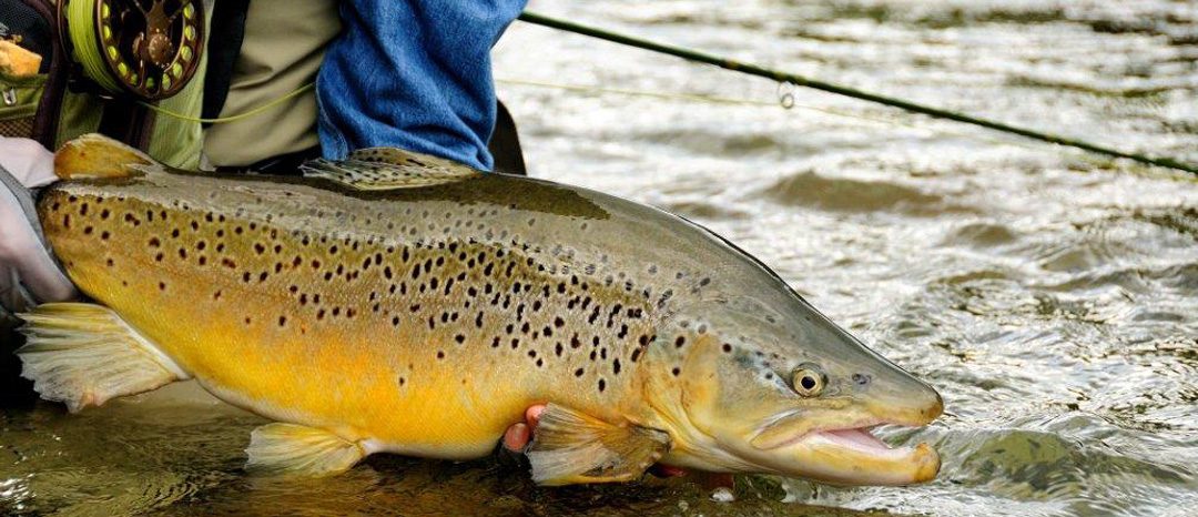 RIverview Lodge New Zealand Brown Trout