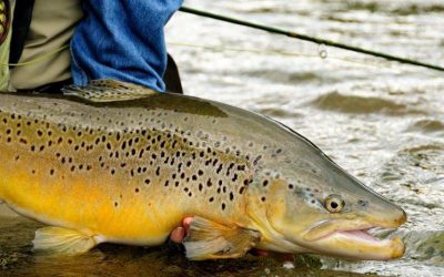 New Zealand South Island Fly Fishing (ENG)