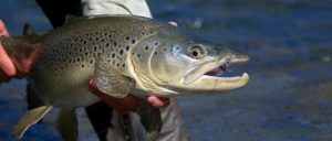 RIverview Lodge New Zealand Fly FIshing Brown Torut