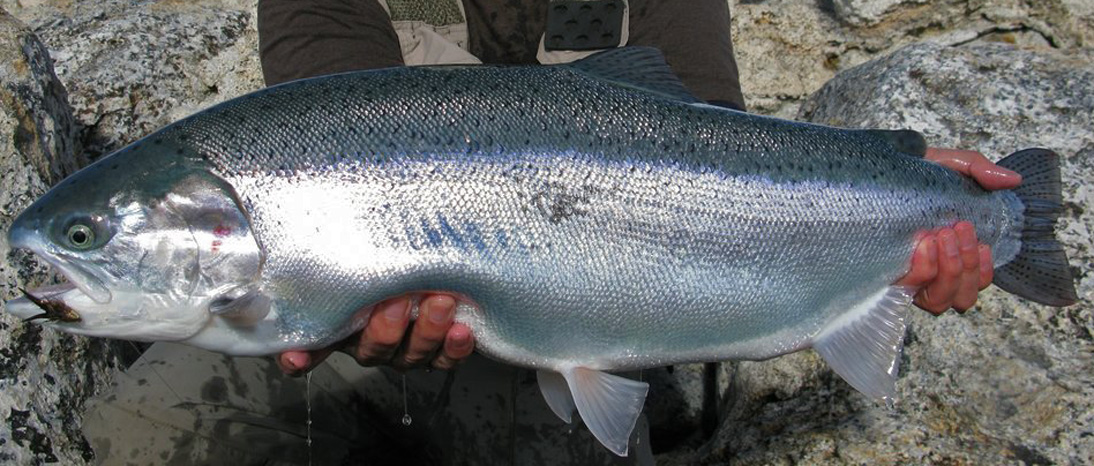 Pesca de Reos en el Río Tungufljot, Islandia