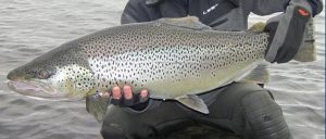 Lake Thingvallavatn Ice Age Brown Trout