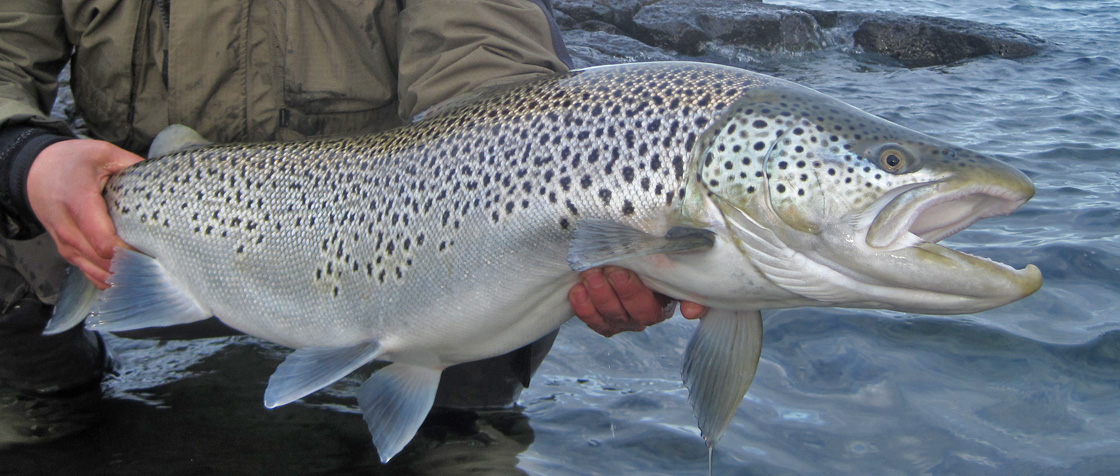 Lake Thingvallavatn Ice Age Brown Trout