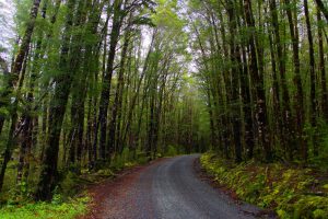 Camino al río en NZ