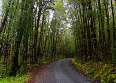 Camino al río en NZ