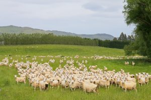 Rebaño de ovejas NZ