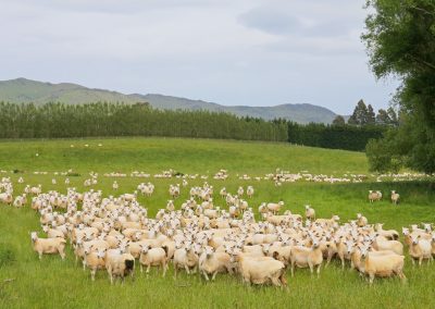 Rebaño de ovejas NZ