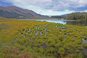 Paisaje de NZ