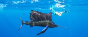 Alphonse Island Resort Seychelles Luxury Sailfish