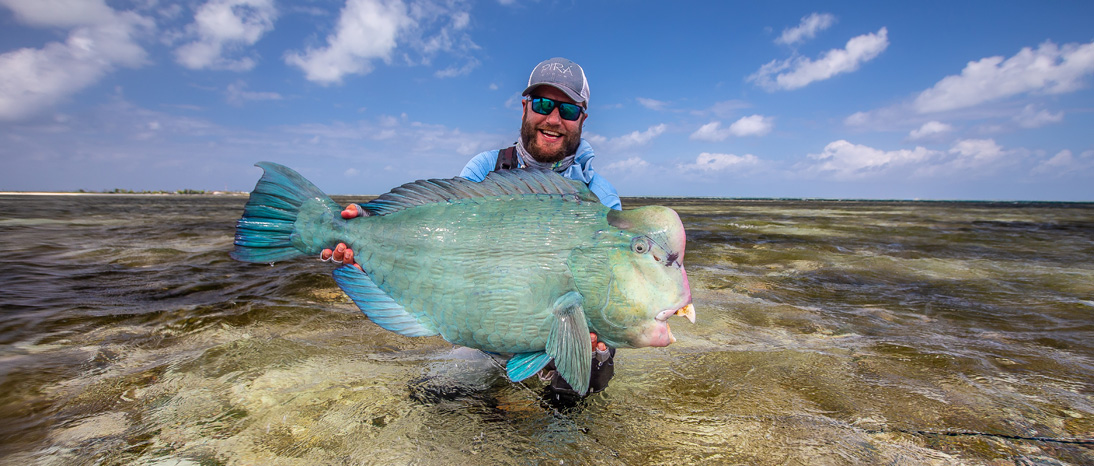 Bump Head Parrot Fish on the Fly in the Seychelles