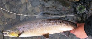 Leirvogá River salmon