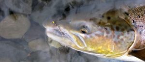 Leirvogsá River Atlantic Salmon