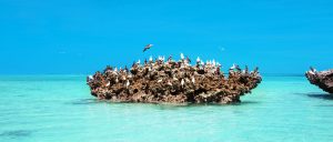 Cosmoledo Birds