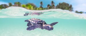 Baby Turtle at Cosmoledo