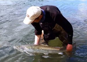 Salmón de Fnjóská