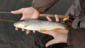 Reykjadalsá River, Iceland Trout