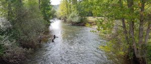Trucha en León