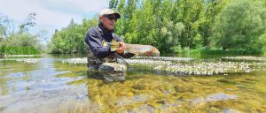 Pablo Castro Brown Trout