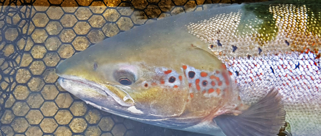 Salmón Osenka del Río Ponoi, Península de Kola