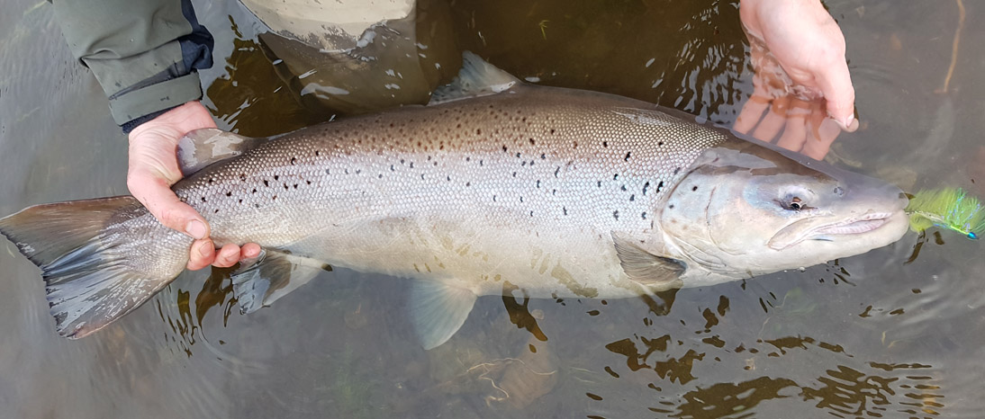 Irigoyen River Sea-run Brown Trout