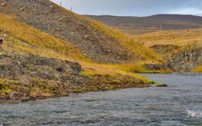 ICELAND SALMON CATCH STATISTICS 2024 – Best Salmon Rivers in Iceland