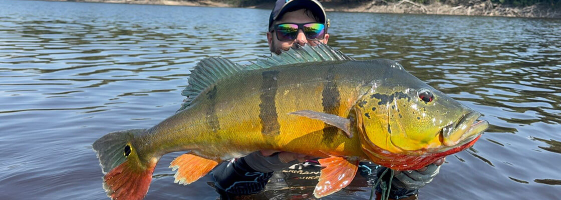Barcelos Peacock bass